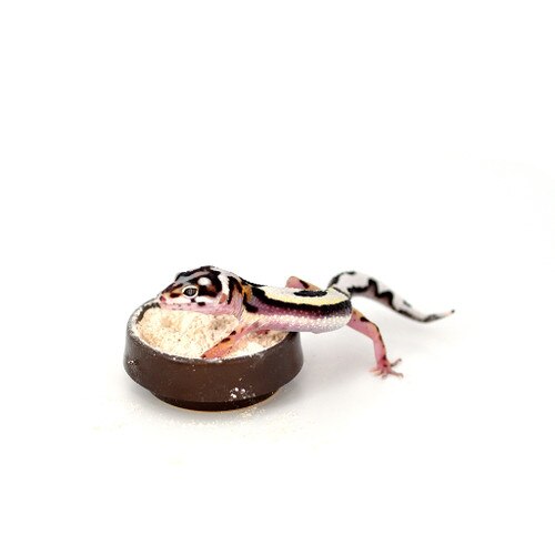 Gecko with HabiStat Calci Dish